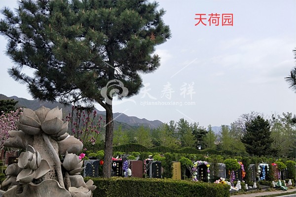 天寿陵园